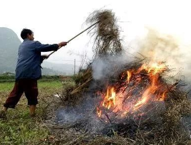 你年年都想烧的秸秆，今年可以吃票子了！